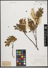 Foto von Salix waldsteiniana Willd.